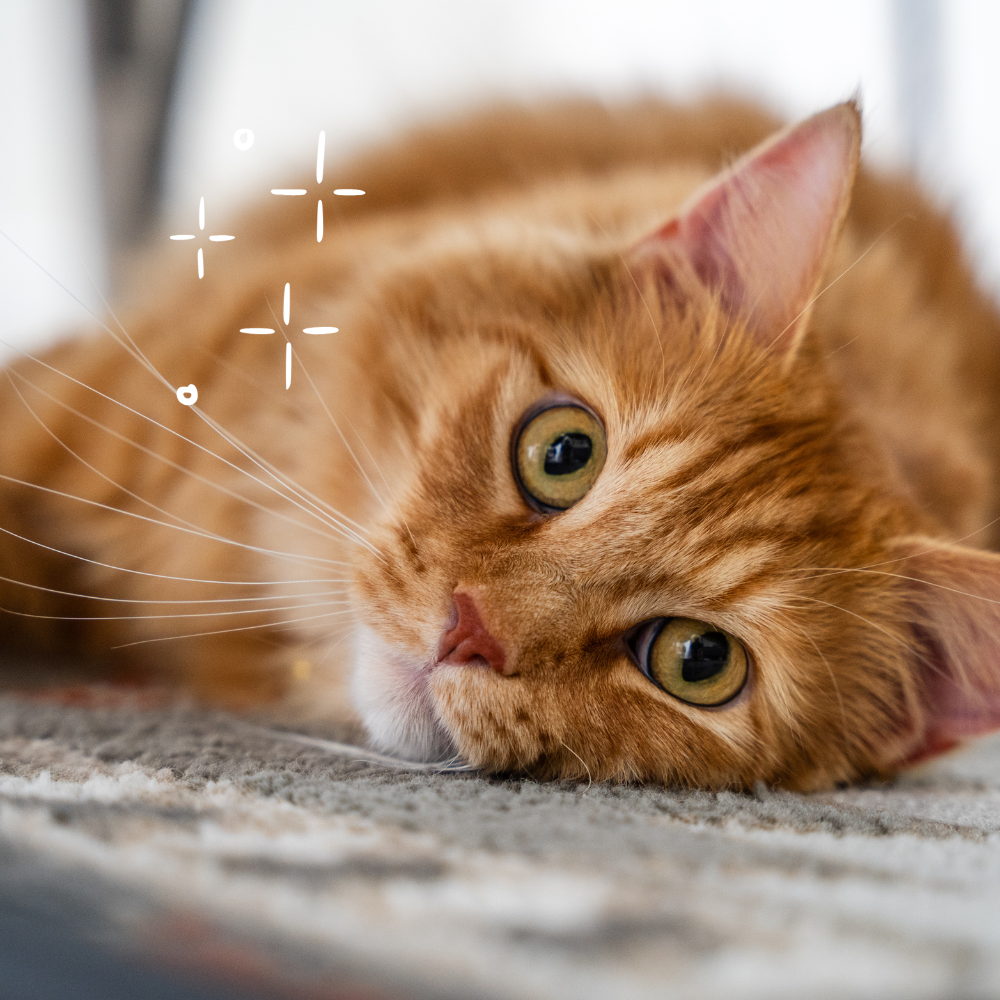 Orange tabby cat resting on a rug