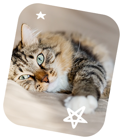 Resting tabby cat