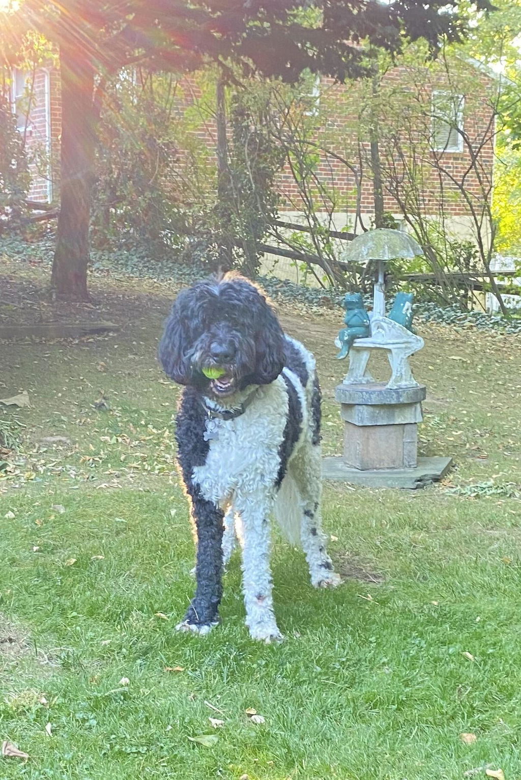 Black and white Newfypoo holding a tennis ball in a sunny yard