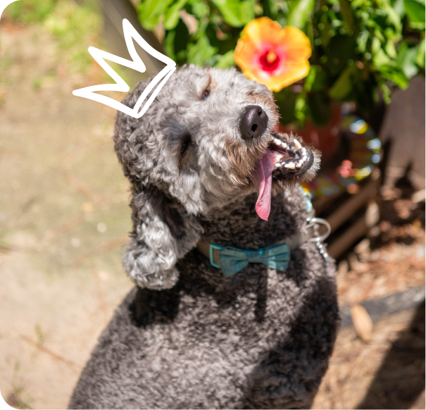 Happy dog with hand-drawn crown