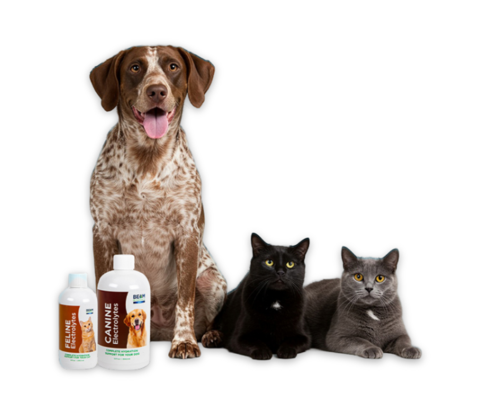A dog and two cats with BEAM electrolyte bottles