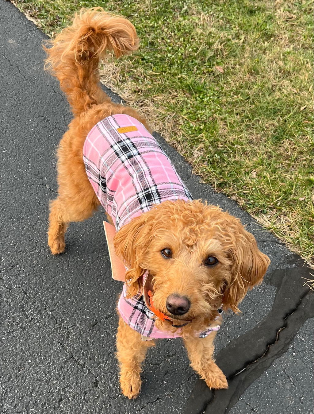 Apricot labradoodle in a pink plaid coat on a walk