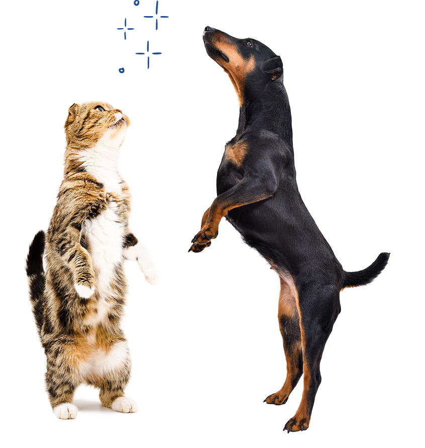 A cat and dog standing on hind legs looking up