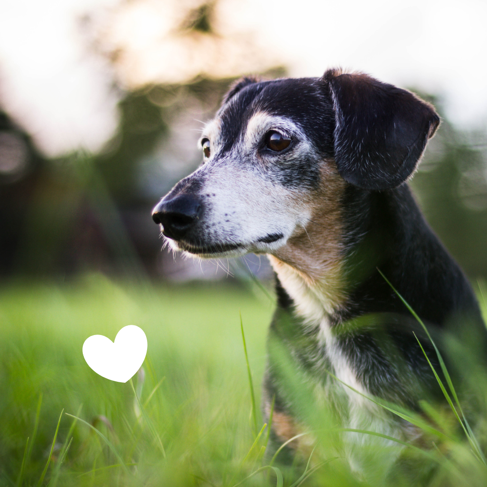 Senior dog resting in sunlit grass