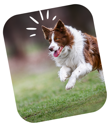 Happy dog jumping