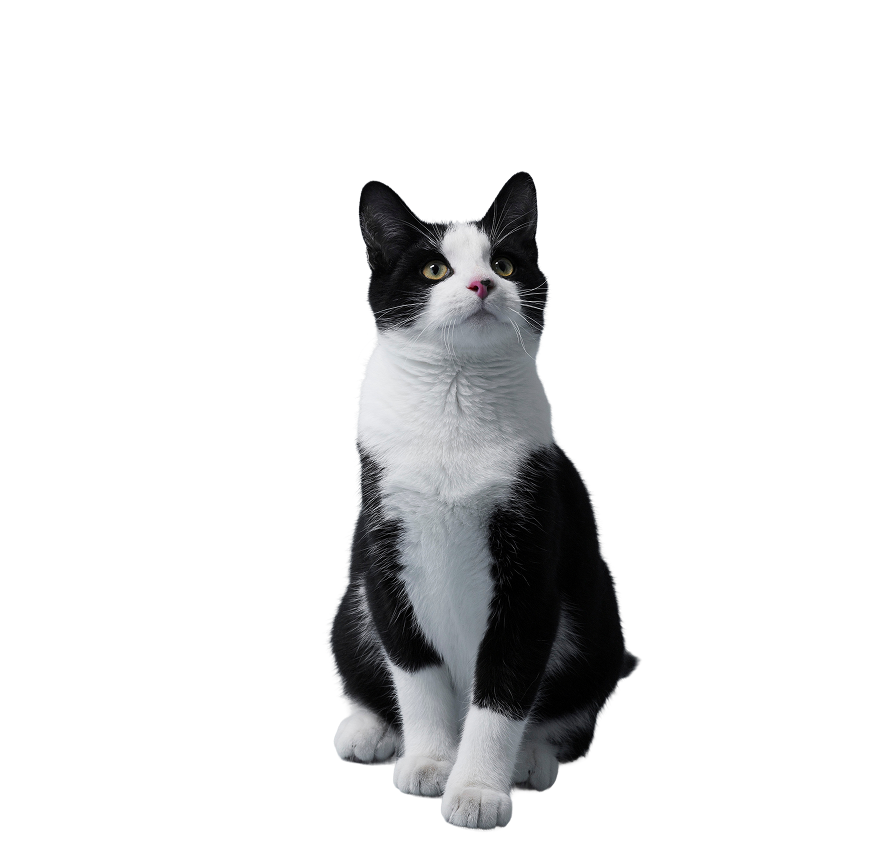 A tuxedo cat sitting