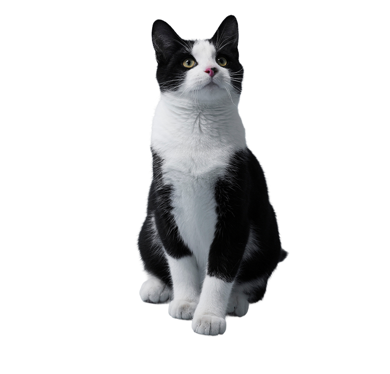 A tuxedo cat sitting