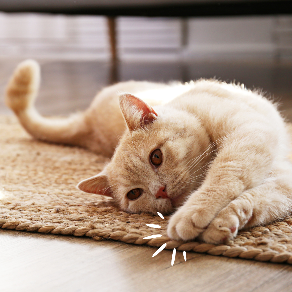 Cream-colored cat relaxing on a woven rug in the sun